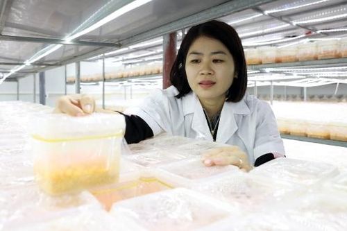 Làm giàu với mô hình nuôi cấy đông trùng hạ thảo