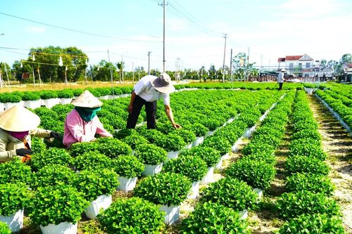 Hy vọng mùa hoa trên cát