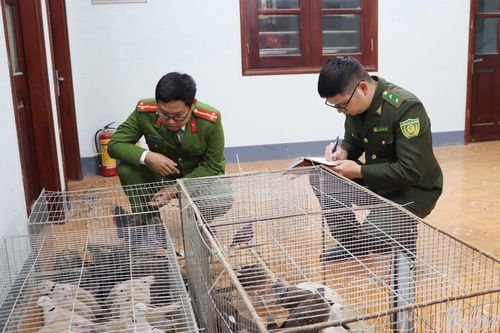 Bị phạt hành chính 7,5 triệu đồng vì nuôi nhốt chim hoang dã trái phép