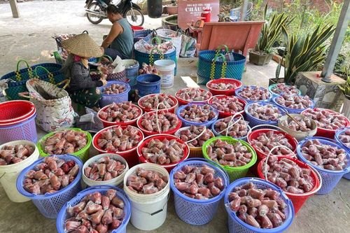 Mô hình 'mận ngủ mùng' - giúp nâng cao giá trị nông sản