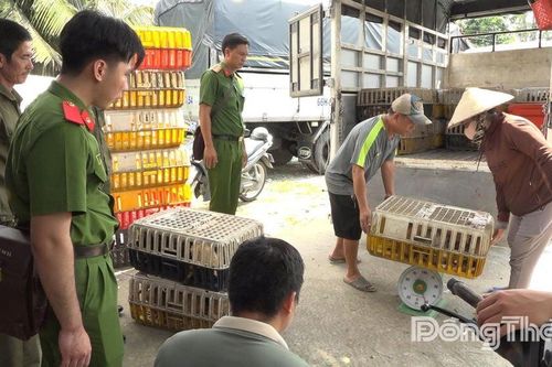 Phát hiện trên 700kg thịt mèo không rõ nguồn gốc