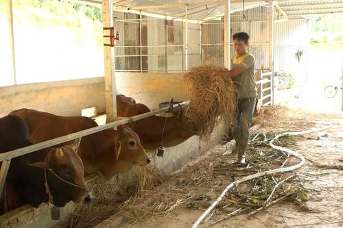 Xã Khổng Lào: Tăng cường phòng chống đói, rét cho đàn vật nuôi