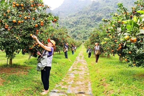 Mùa cam vàng gọi bước chân