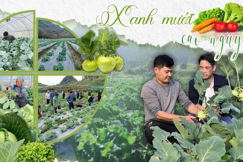 Xanh mướt cao nguyên