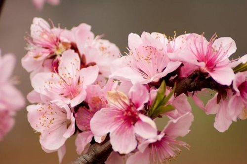 Gợi ý các loại hoa chưng Tết đẹp và mang lại may mắn