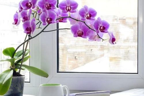 Gợi ý 11 loại hoa chưng Tết tươi lâu, rực rỡ suốt tháng Giêng