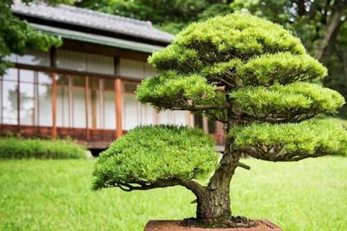 Chọn cây Tết hợp mệnh Mộc: 8 gợi ý thu hút tài lộc