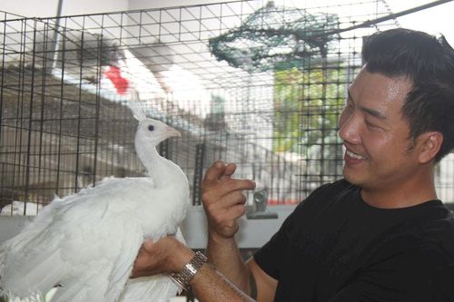 Khởi nghiệp từ nuôi chim công