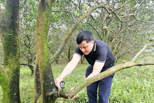 Hiệu quả công nghệ tưới nhỏ giọt trong sản xuất nông nghiệp