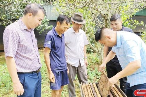 Bảo vệ nhãn hiệu 'Mật ong Sơn La'