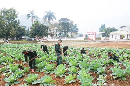 Xanh màu tăng gia ở Trung đoàn Bộ binh 877