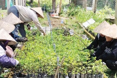 Sức sống mới của phụ nữ vùng cao