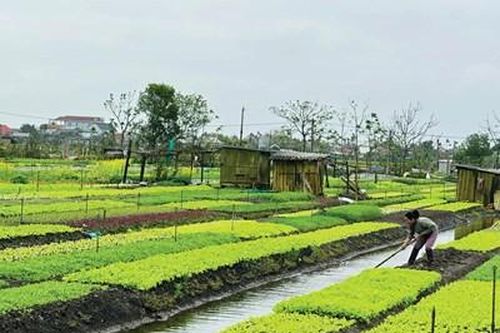 Vùng thấp trũng vươn lên