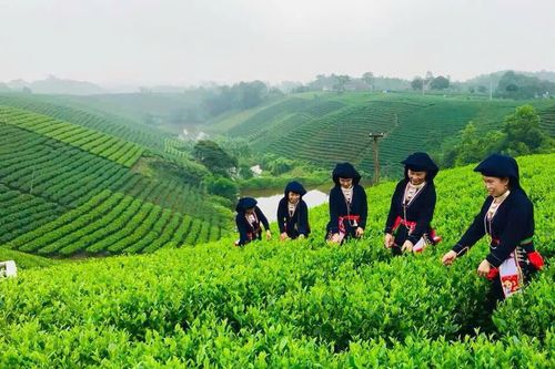 Thái Nguyên: Nâng tầm giá trị cây chè thông qua không gian lễ hội