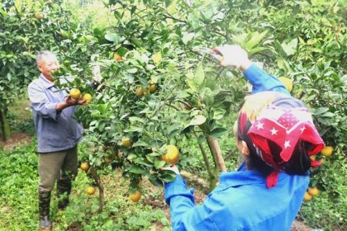 Muốn có thực phẩm an toàn, gốc rễ phải bắt đầu từ sản xuất