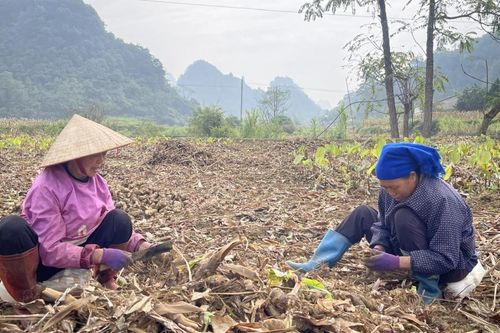 Tăng cường quản lý thu mua, quản lý giá dong riềng trên địa bàn tỉnh