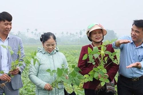 Cổ Đô hướng tới sản xuất nông nghiệp hàng hóa