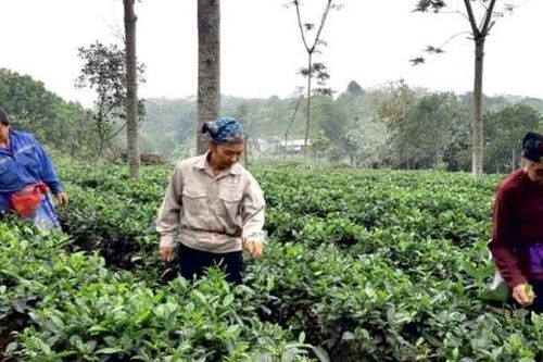 Hà Nội thực hiện Chương trình mục tiêu quốc gia giảm nghèo bền vững giai đoạn 2022-2025: Đồng bộ các chương trình, dự án hỗ trợ