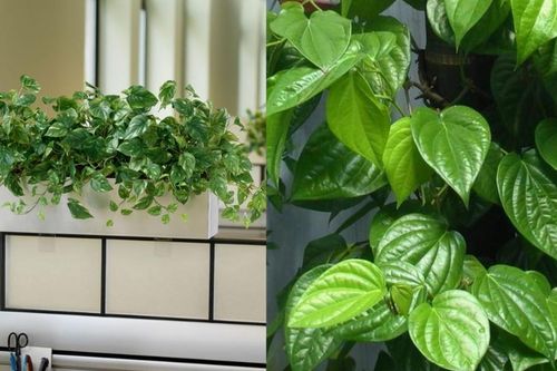 Cây trầu không trồng ở vị trí này tại nhà đem lại tài lộc, may mắn, bình an và hạnh phúc