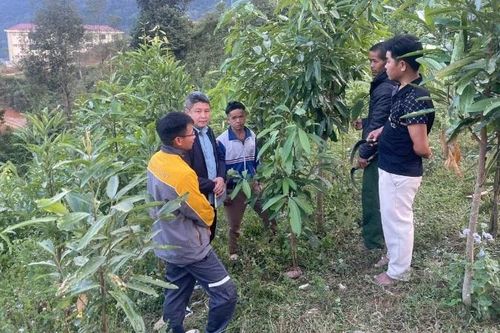 Thúc đẩy phát triển kinh tế trong vùng đồng bào Mảng ở Pa Tần