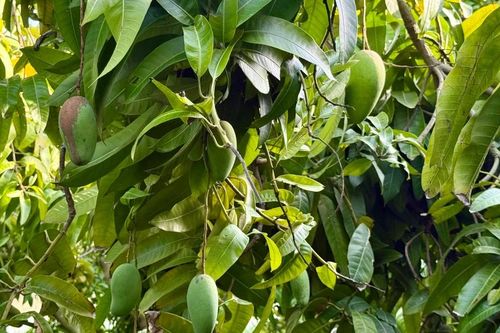 Hồi sinh vùng Đá Trắng