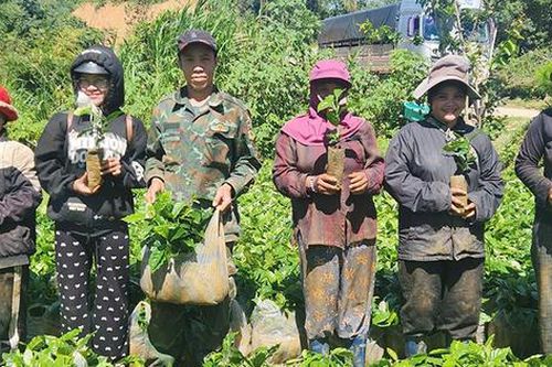 Xã Măng Ri (Quảng Ngãi): Tạo sinh kế bền vững cho người dân vùng cao