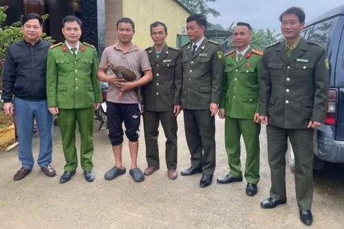 Người dân bắt được gà lôi trắng khi đi rừng