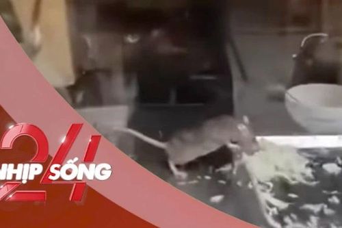 NHỊP SỐNG 24: Chuột thản nhiên gặm rau, thịt trong tủ bánh mì ở Hà Nội gây sốc