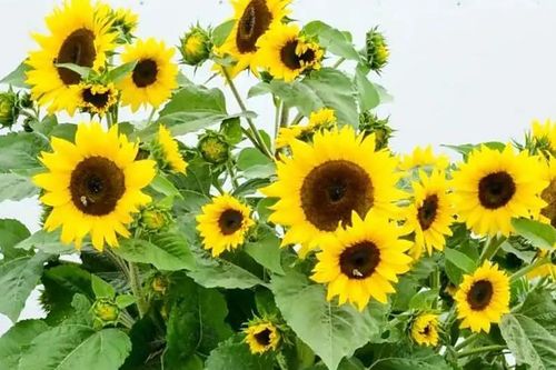 Hướng dương trong phong thủy: Hút tài lộc, sinh khí cho ngôi nhà