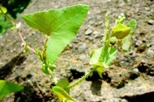 Cây dại đến rắn cũng sợ, ở nước ngoài bán gần 150.000đ/kg