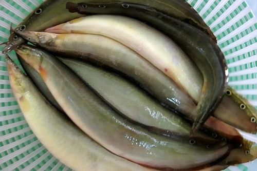 Loại cá đầy nhớt sống ở bùn bị chê bẩn, nay là đặc sản miền Tây, kho tiêu ăn ngon hết sảy