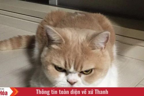 Tôi là Tiểu Bạch và đây là chuyện của lũ mèo chúng tôi: Câu chuyện thứ 10 – Giận cá chém thớt