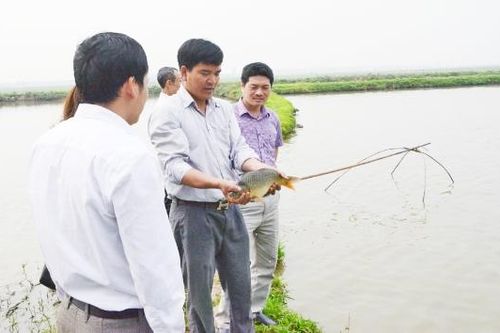 Bắc Ninh: Mở rộng diện tích nuôi thủy sản tiêu chuẩn VietGAP