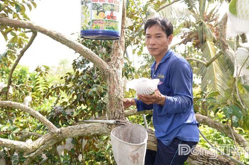 Nhộn nhịp mùa thu hoạch vú sữa