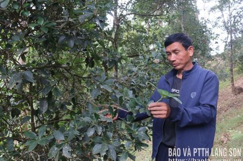 Phát triển kinh tế từ đồng đất quê hương