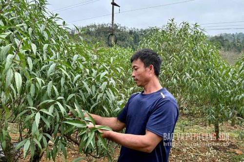 Cho đào tết đơm hoa