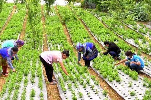 Lùng Phình: Nhiều hộ dân thoát nghèo và làm giàu từ cây dược liệu