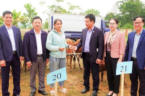 Liên minh Hợp tác xã Việt Nam bàn giao 80 con bò giống cho 40 hộ dân ở xã Khánh Hòa