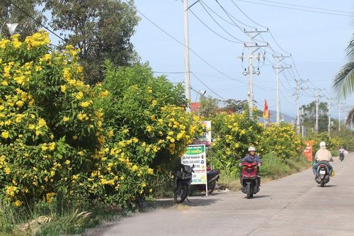 Nông thôn rực rỡ nhờ những tuyến đường hoa