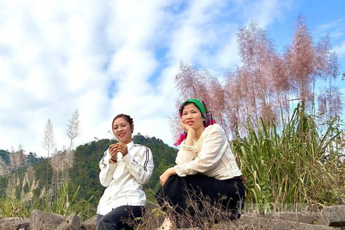 Đông về với mùa cỏ lau