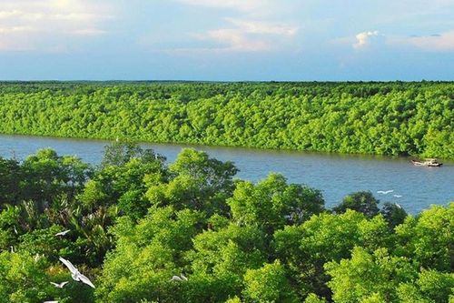 Giải pháp bảo tồn, phục hồi, phát triển rừng ngập mặn