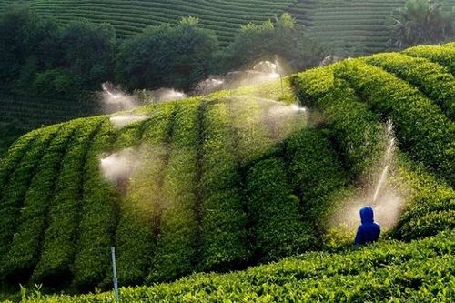 'Vị ngọt' nông thôn mới trên những đồi chè