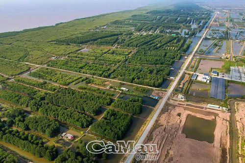 Rừng phòng hộ Vĩnh Hậu: Bảo vệ đê biển và sinh kế người dân