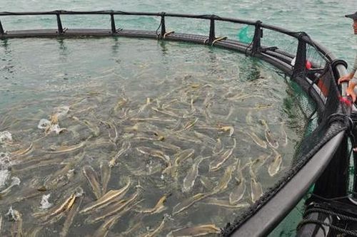 Cần 'cú hích' cho ngành hàng tỷ đô