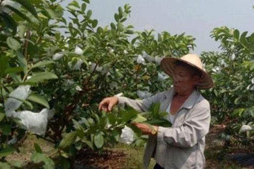 Mở lối thoát nghèo trên quê hương Mê Linh