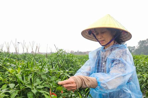Ớt được mùa, được giá, nông dân xứ Thanh phấn khởi vào vụ thu hoạch