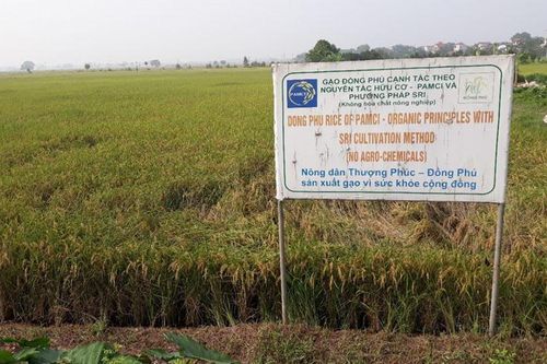 Hà Nội phát triển nông sản giá trị cao