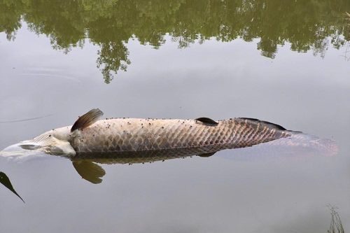 Phát hiện cá nghi hải tượng long chết nổi tại hồ Trước Đông
