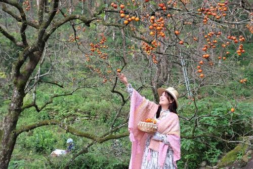 Mê mẩn vườn hồng cổ bên sườn núi ở Nghệ An