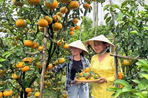 Làng quýt Lai Vung khoe sắc vàng, chuẩn bị phục vụ thị trường tết